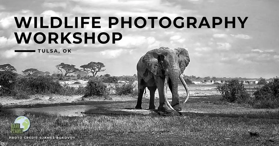 Wildlife Photography Workshop - Tulsa