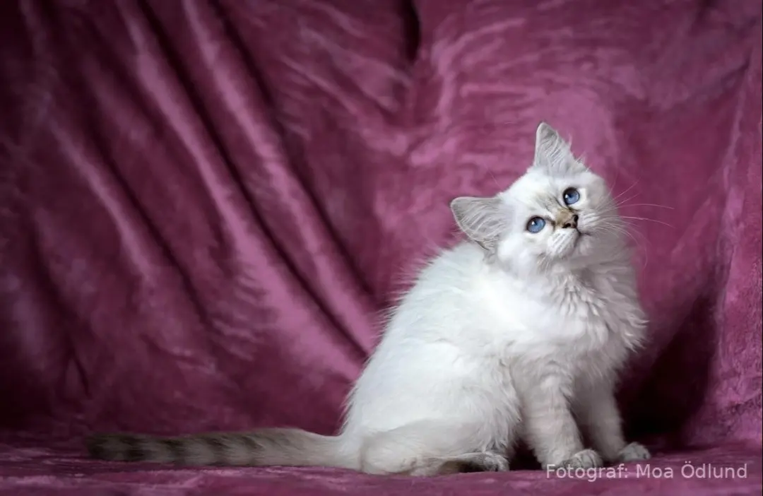 Sundsvallskattklubb International Catshow 2026