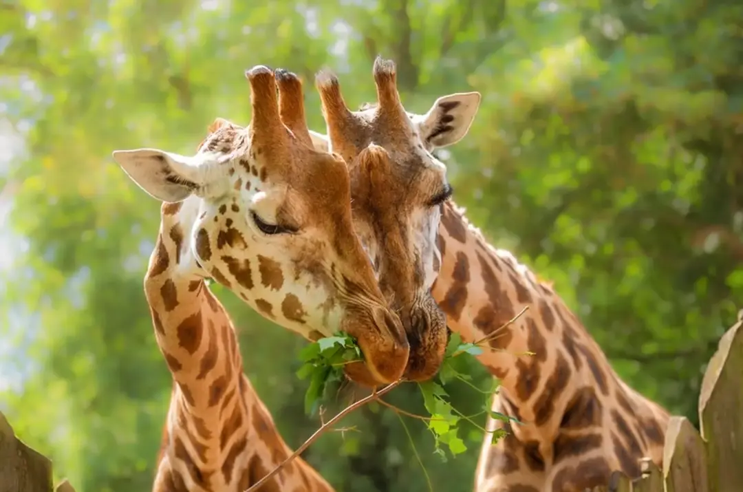 Den otců a Světový den žiraf v Zoo Praha 2026