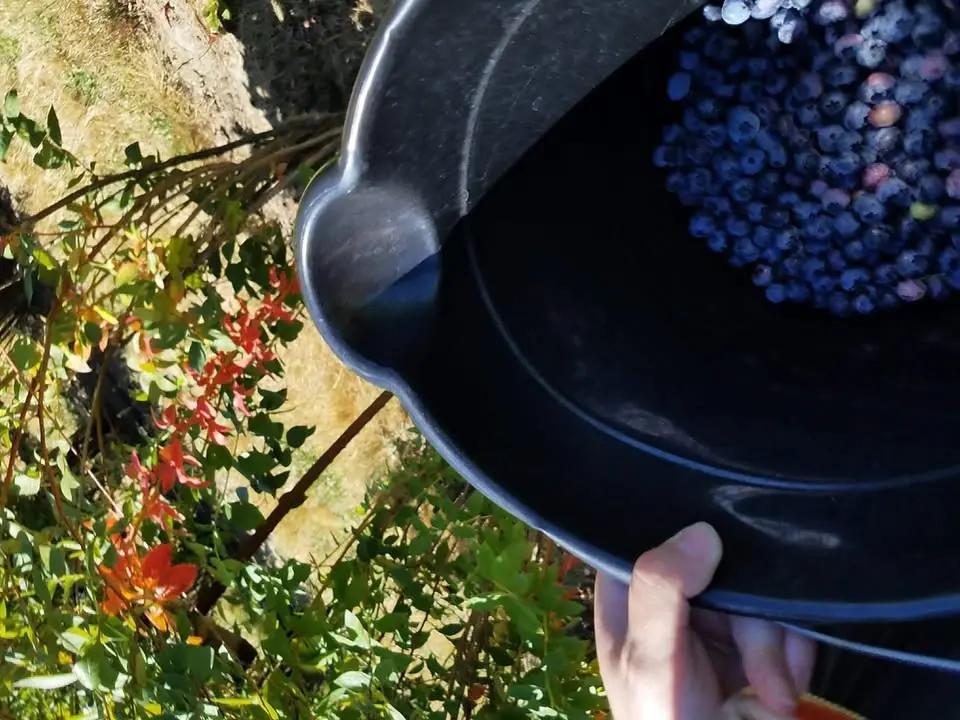 Lammas Blueberry Witch Pick