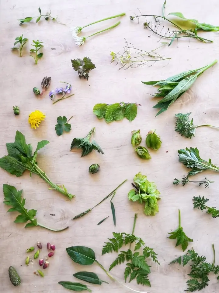 THE FORAGER’S WALK WITH WILD PICNIC