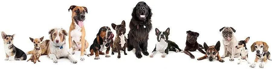 Adoption Event: Hollywood Feed/ErinWay