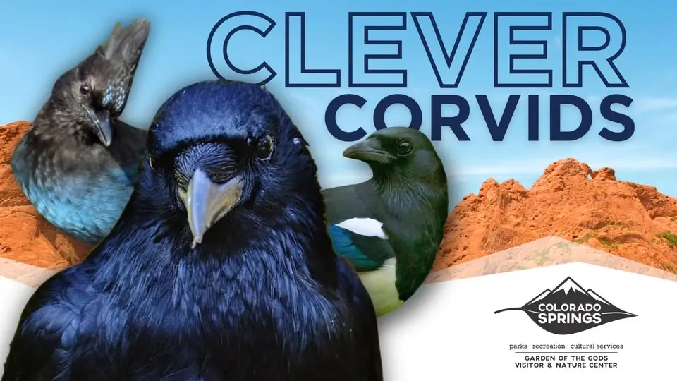 Clever Corvids