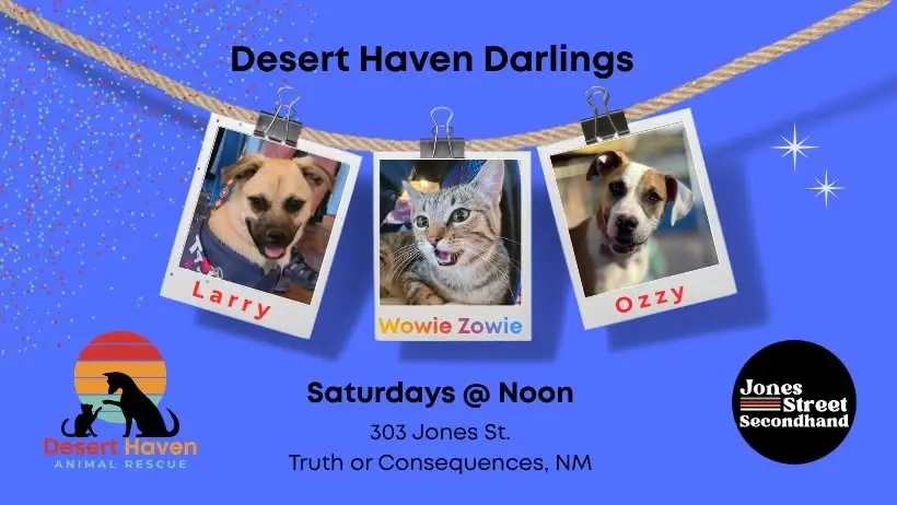 Darlings of Desert Haven @ Jones Street Secondhand