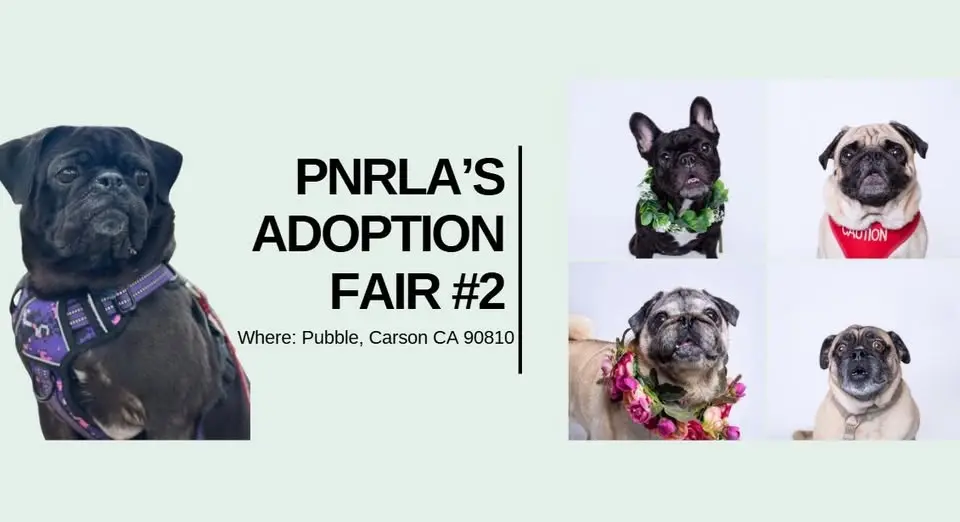 PNRLA Adoption Fair #2 at the Pubble