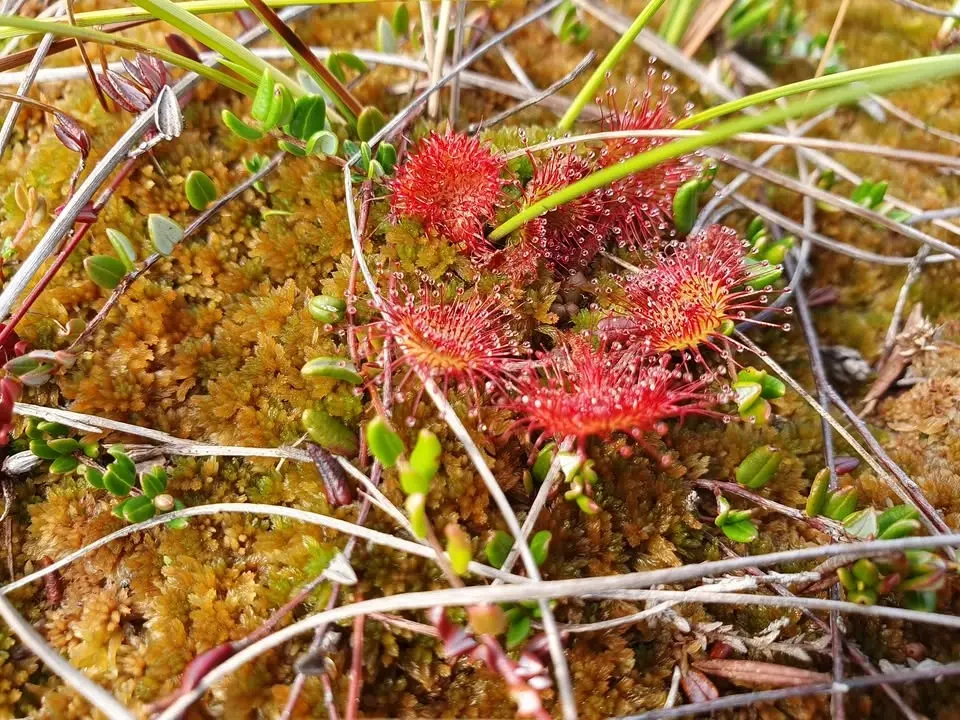 Rocks mosse - våtmark och lövskogar