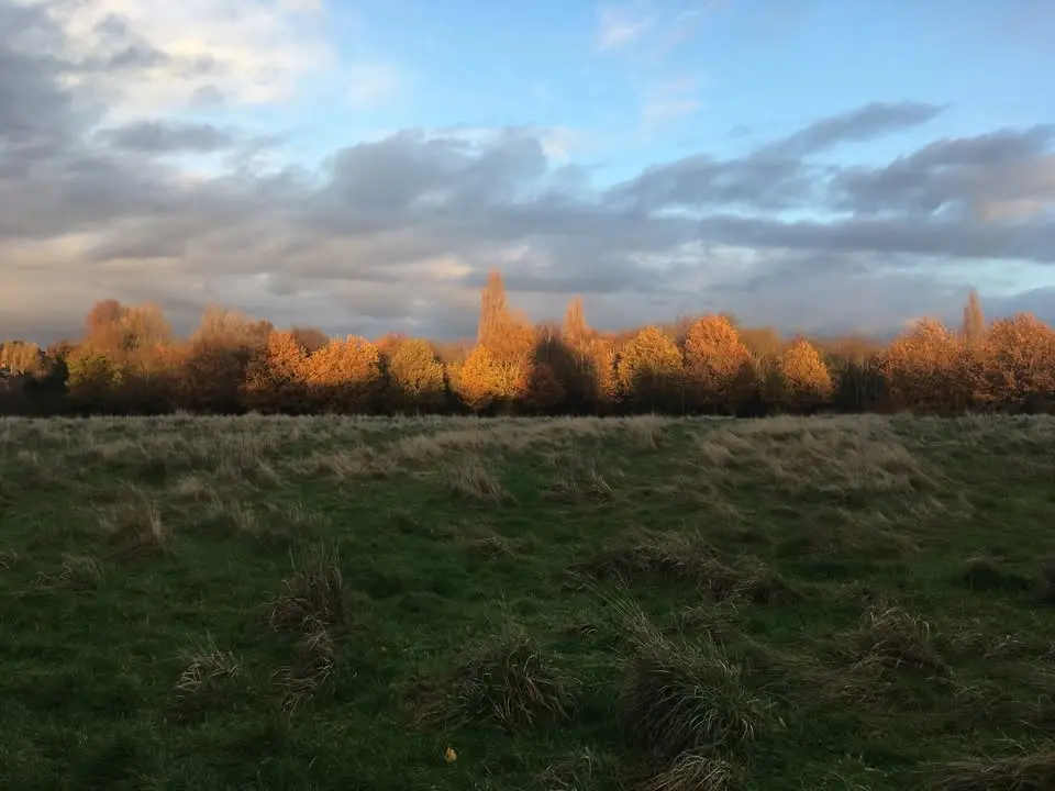 Badger’s sett and coffee at Brock’s Hill, Leicester