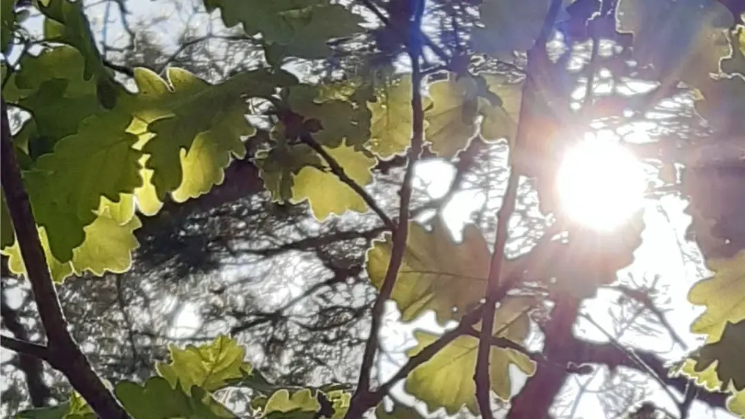 Dimanche 9 août : Invitation à vous émerveiller (et vous rafraichir) en forêt