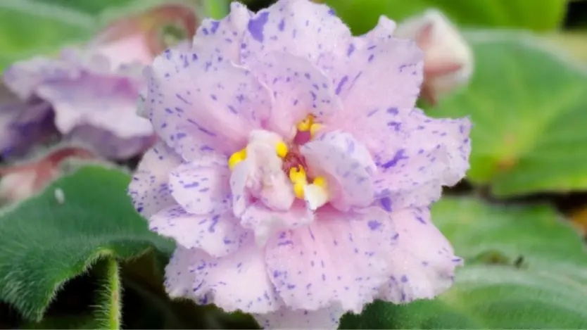African Violet Care 101