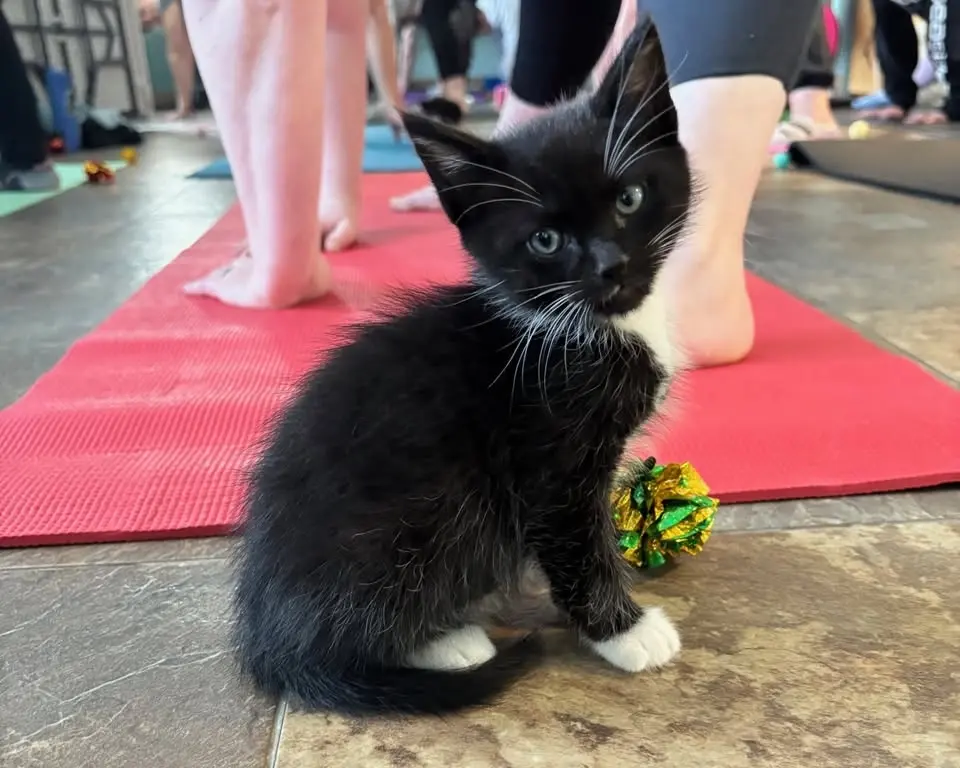 Kitten Yoga: Proceeds to Pope Memorial Humane Society