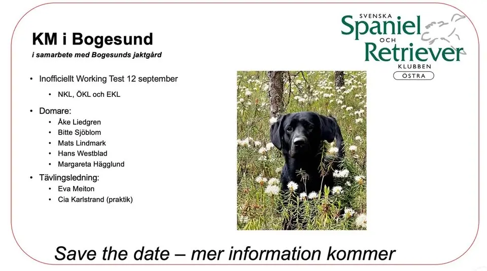 SSRK Östra Klubbmästerskap för Retrievers