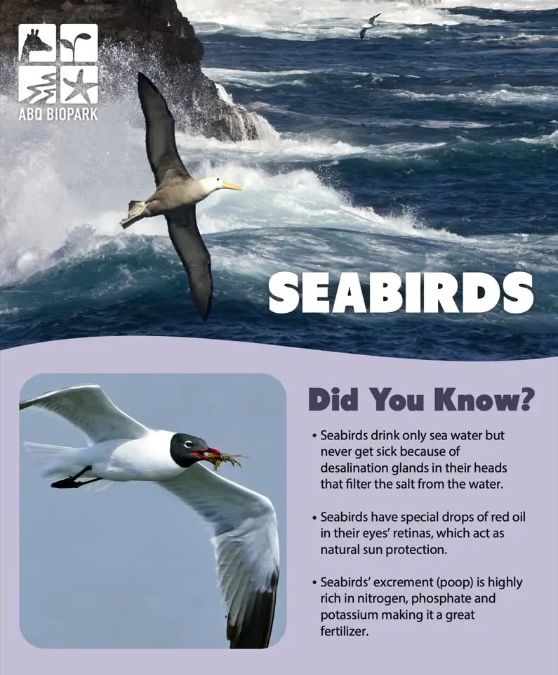 World Seabird Day