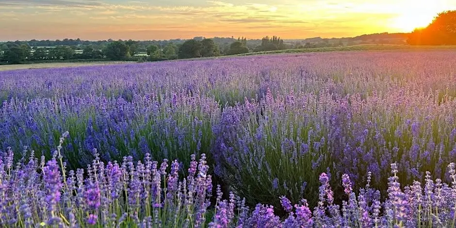 Evenings at the Warwickshire Lavender Farm (4th July 2026)