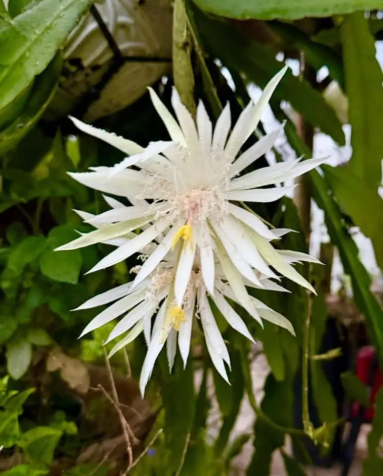 Master Gardener Plant Sale