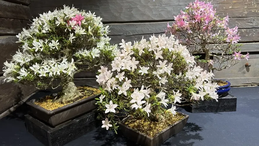 Blommande bonsai