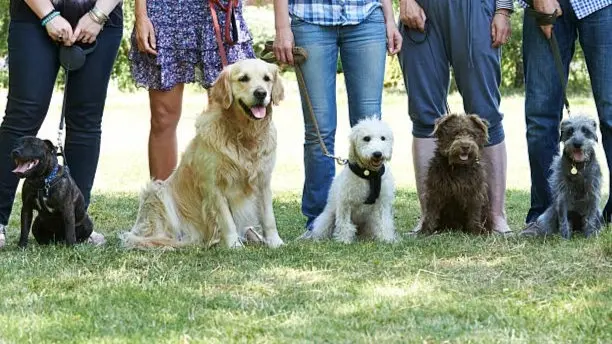 Pawsome Walk xo Co-ed xo