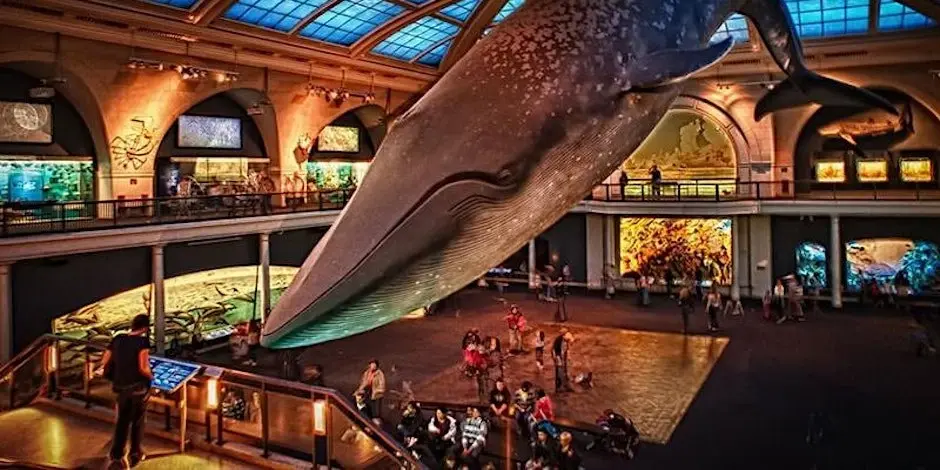 Museum Of Natural History Scavenger Hunt (Murder Mystery)