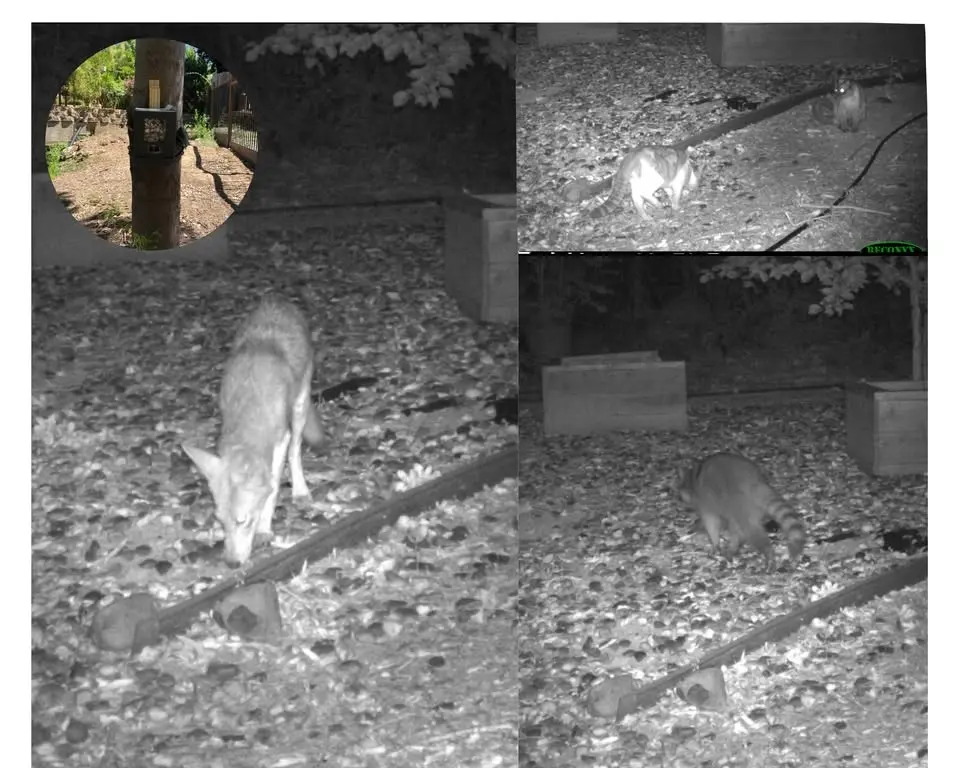 Wildlife Cameras and Other Methods for Assessing Backyard Biodiversity