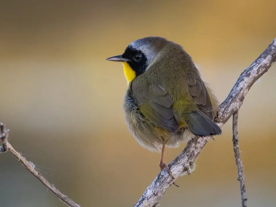 Urban Bird Walk: Creekside Birds & Early Waterfowl Migration