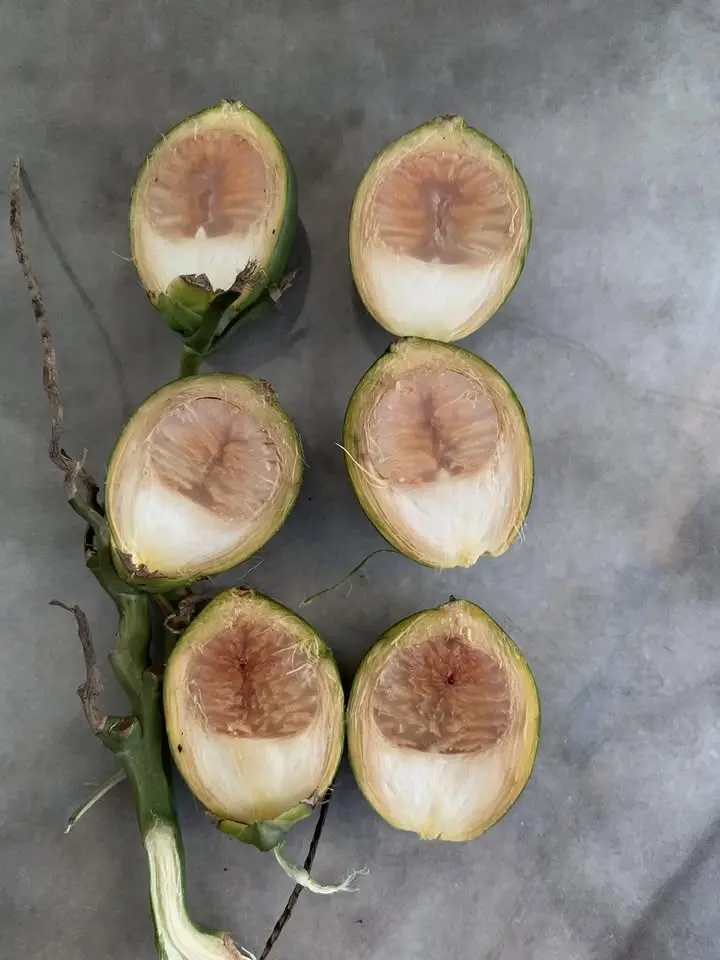 Xem quả cau