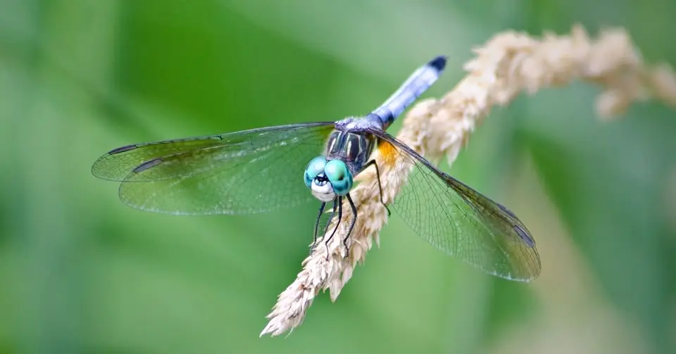 Dragonfly Walk