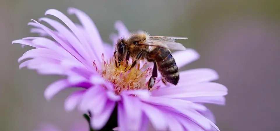 Bee Day - Drop In