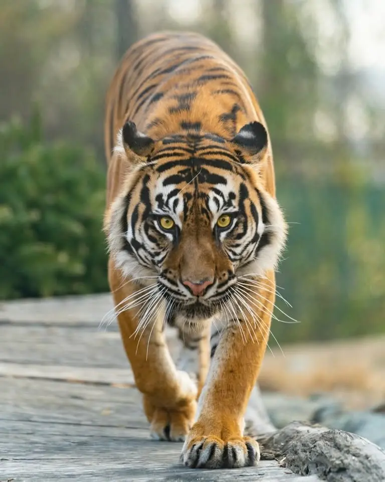 Endangered Species Day