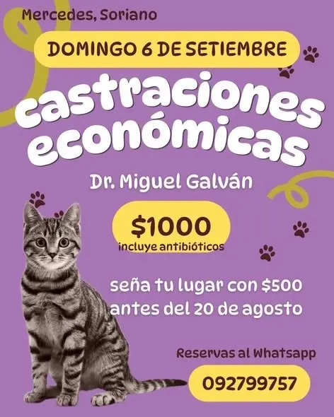 Jornada de castraciones de canes y felinos