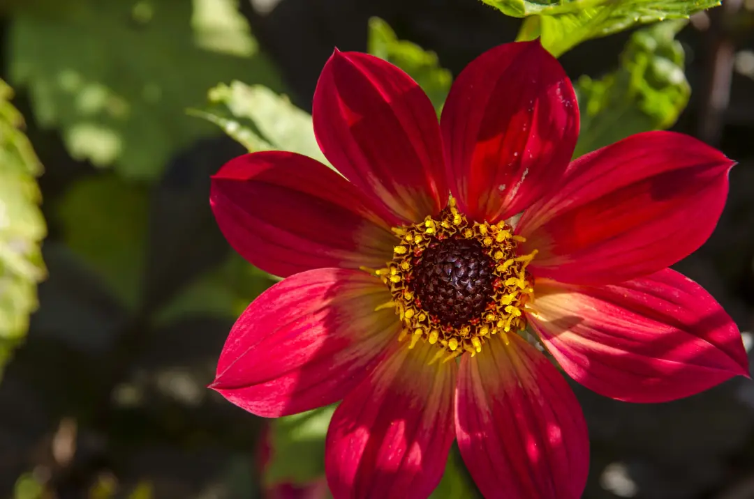The diversity of Asteraceae