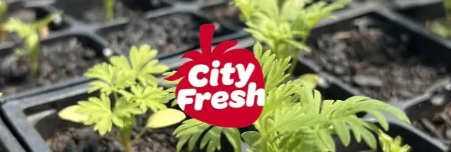 Slavic Village City Fresh Stop