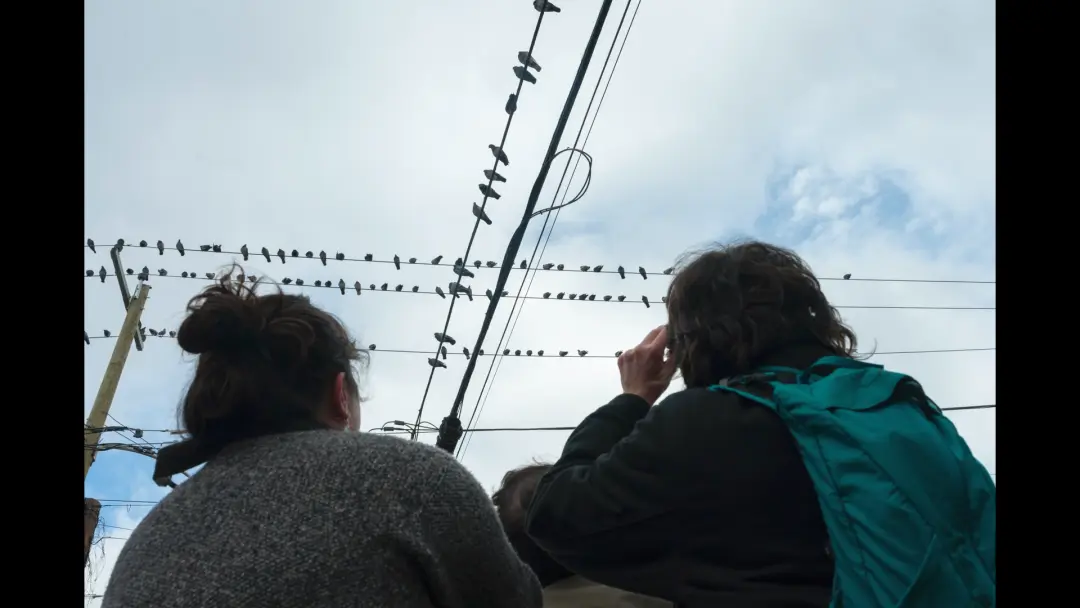 Manhattan Pigeon Tour
