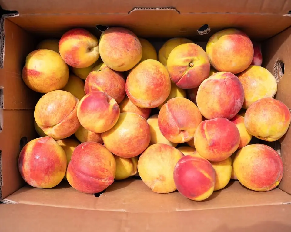 Georgia Peach Truck at Lukas Nursery