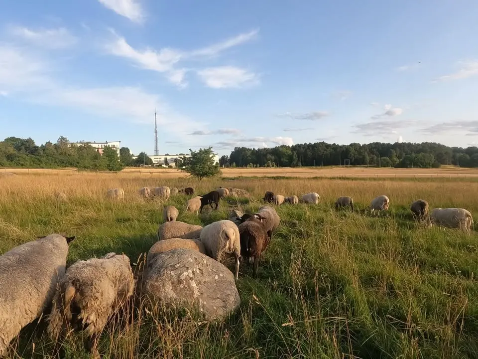 Får och varg- en fantastisk mångfald