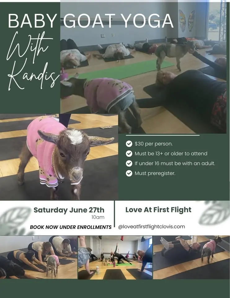 Baby Goat Yoga 