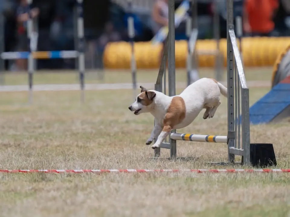 SADAA Boland Excel Agility