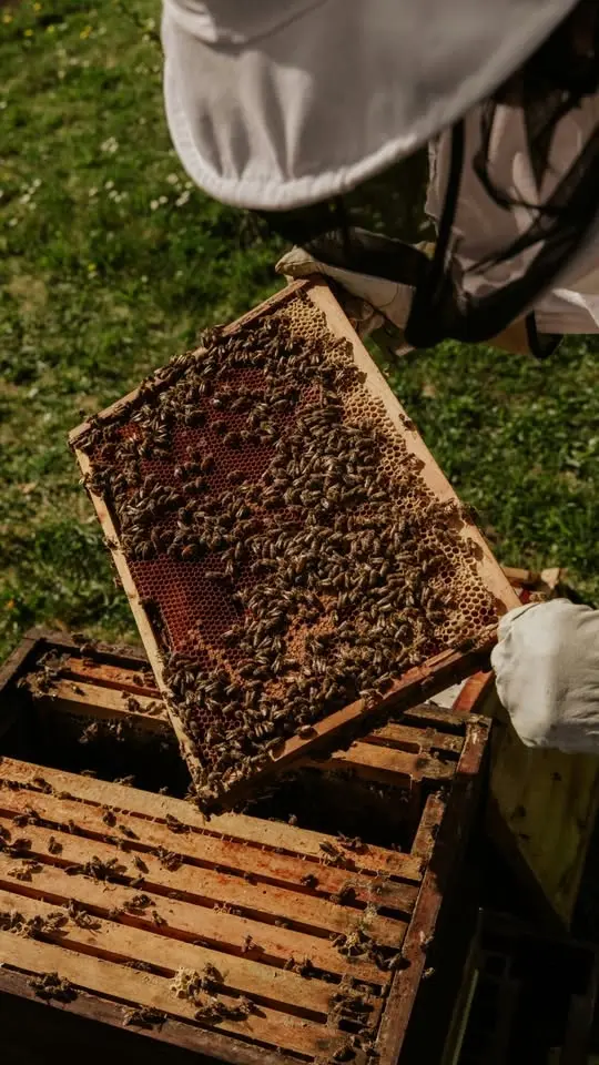 Taste of Terroir: Discover the Magic of Honey