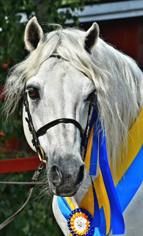 Connemaraponny utställning med ridklasser 
