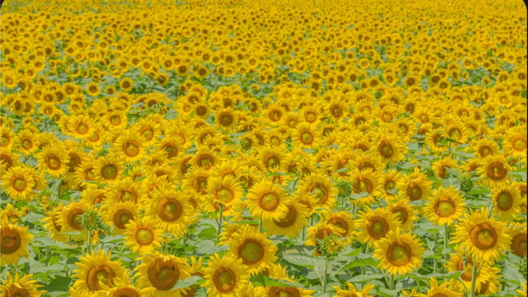 Sunflower Mystery Hike  (Rating: C)