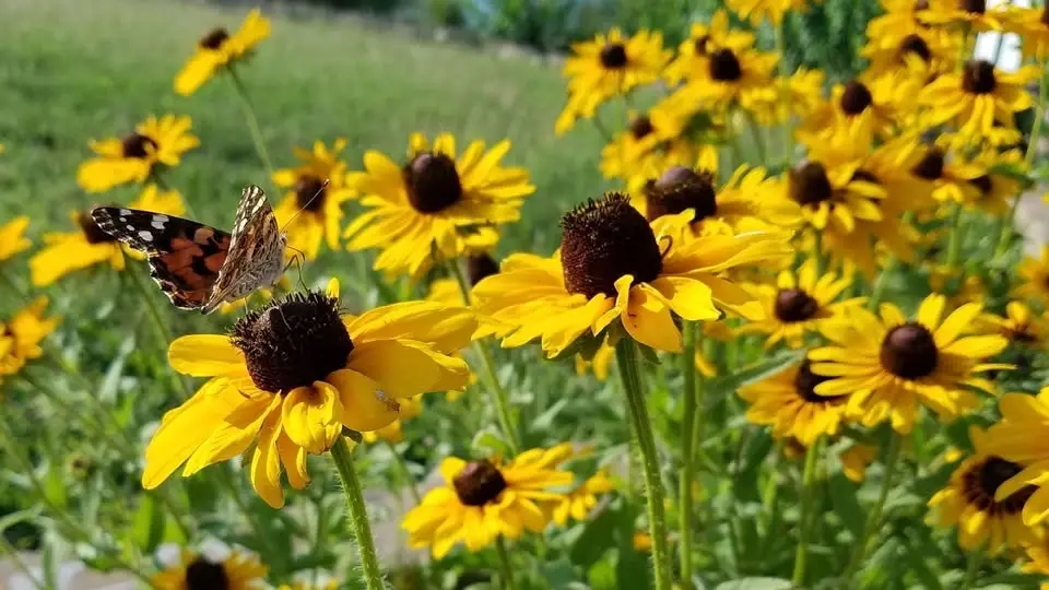Bee City Wichita Committee Meeting