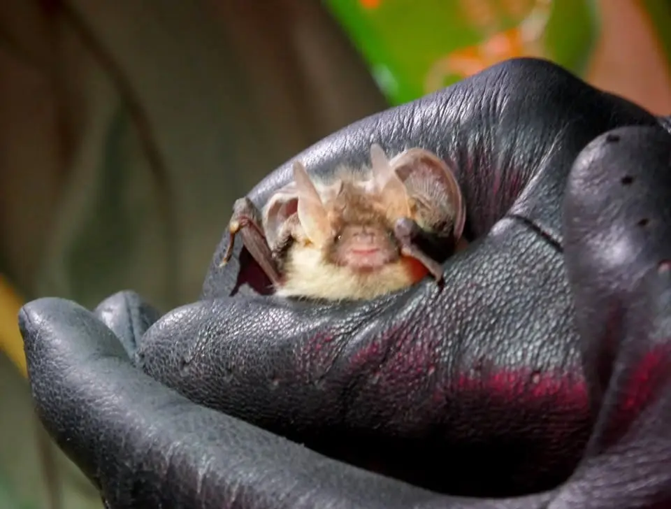 Family Bat Walk