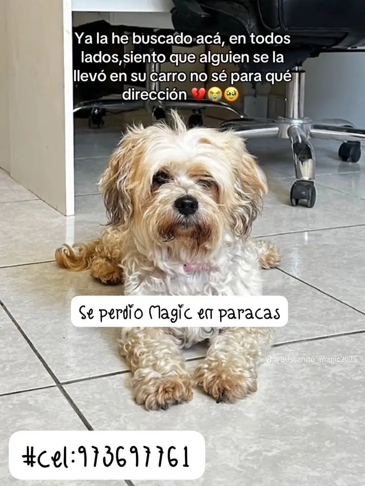 se perdió Magic - su familia lo espera. 