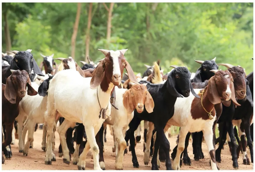 Meet and Greet with Goats