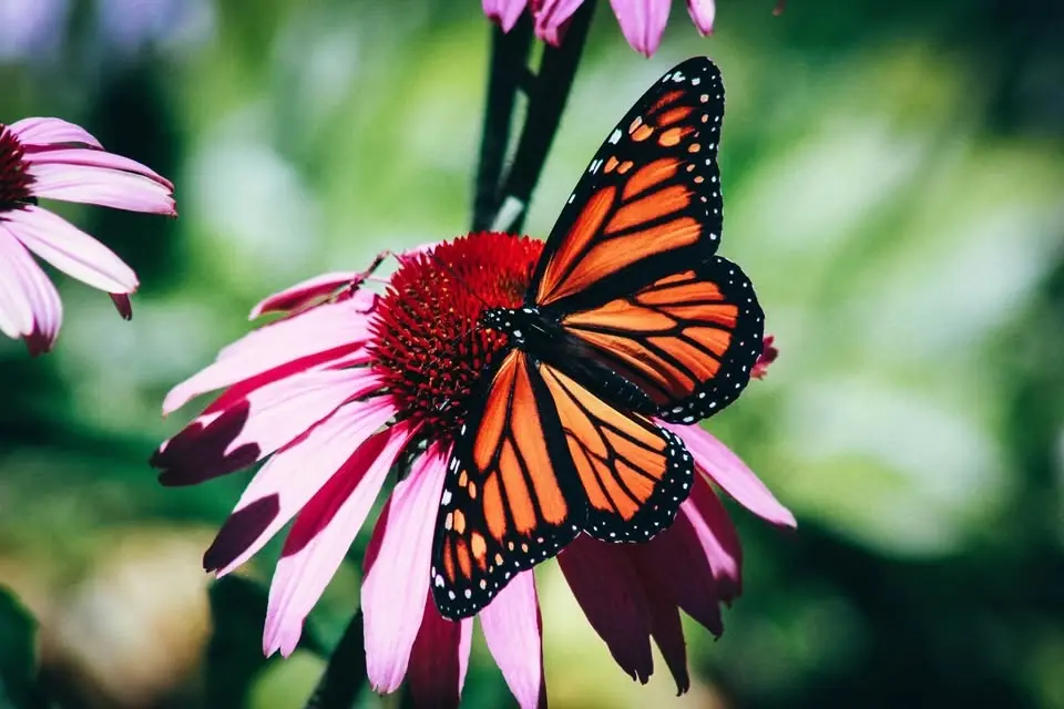 Incredible Insect Extravaganza
