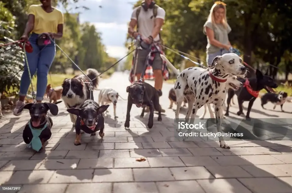 Hundparad genom centrum på nationaldagen! Kl 12.00