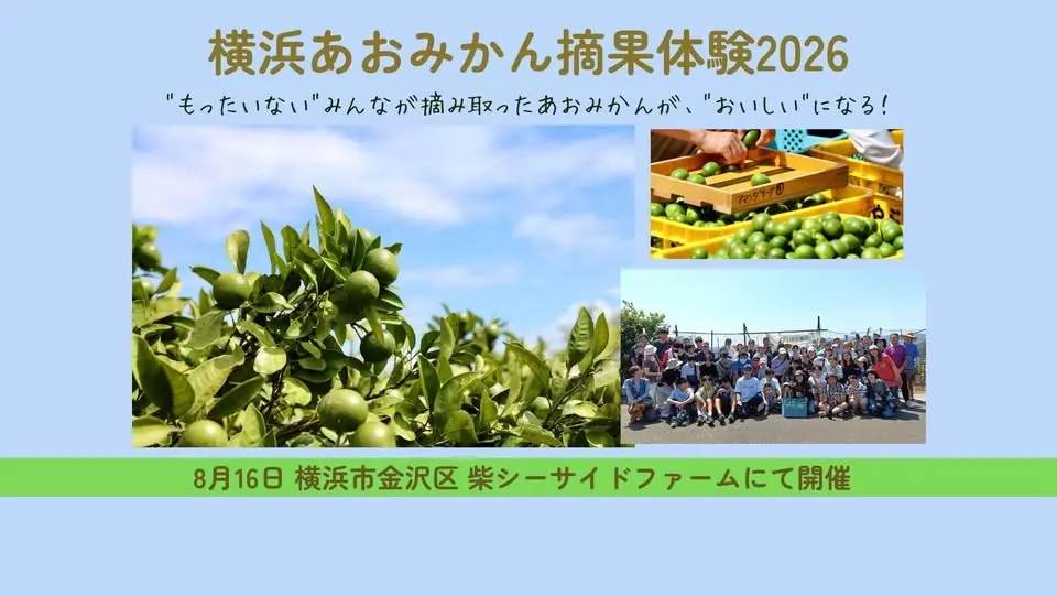 2026年横浜あおみかん摘果体験～8月16日（予備日は8月2日）