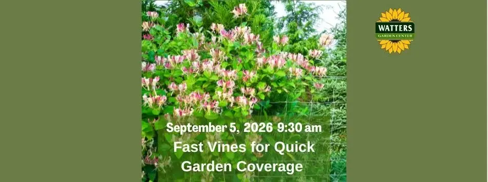 Free Garden Class: Fast Vines for Quick Garden Coverage 