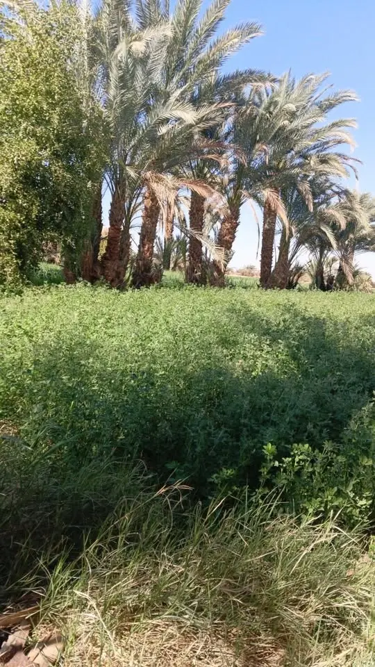 بكار
