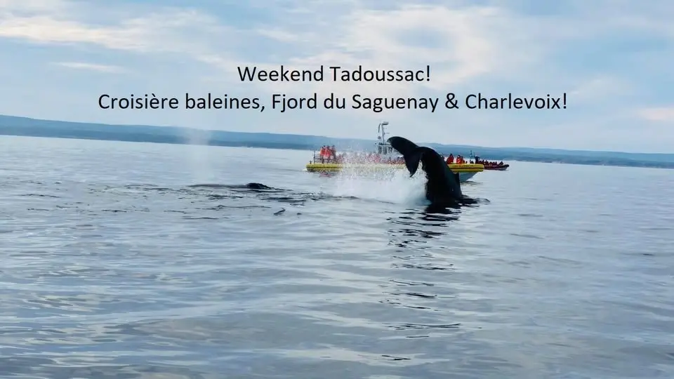 🐋 EXPÉDITION BALEINES, FJORD DU SAGUENAY & CHARLEVOIX