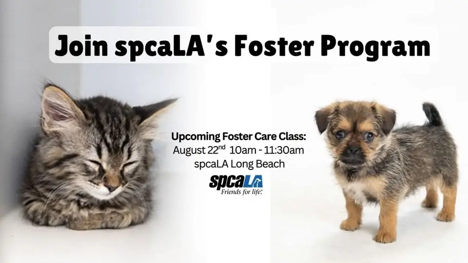 Foster Training Class – August 22nd