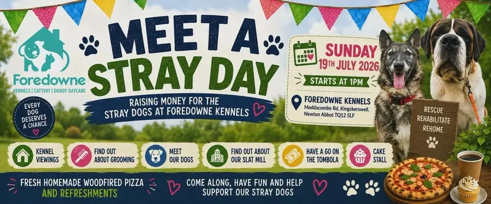 Meet a stray day!